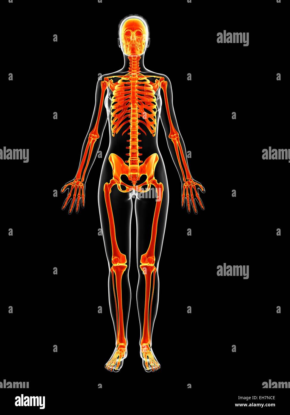 Human skeletal system, illustration Stock Photo - Alamy