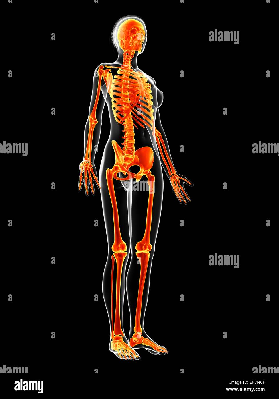 Human skeletal system, illustration Stock Photo - Alamy