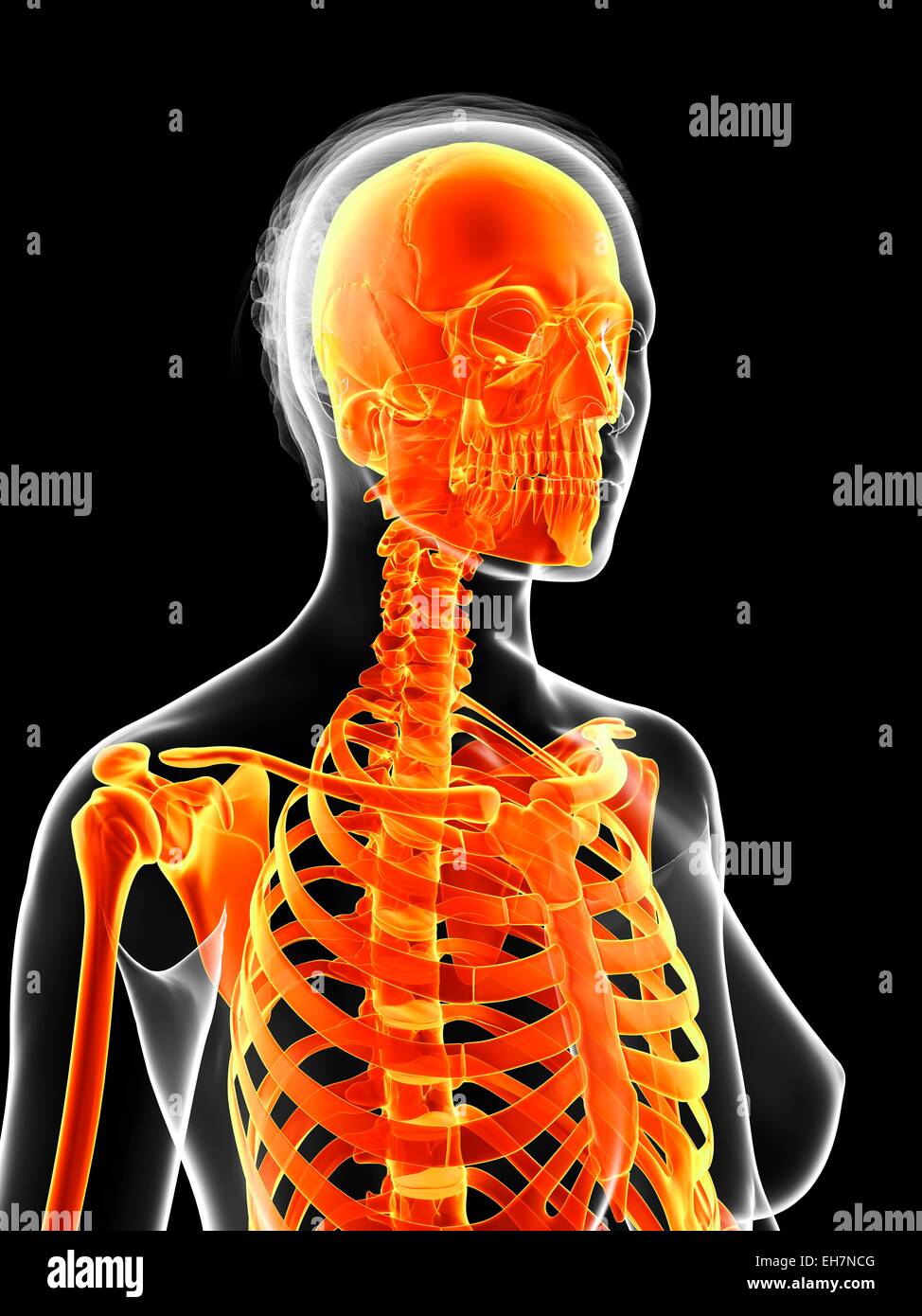 Human skeletal system, illustration Stock Photo - Alamy