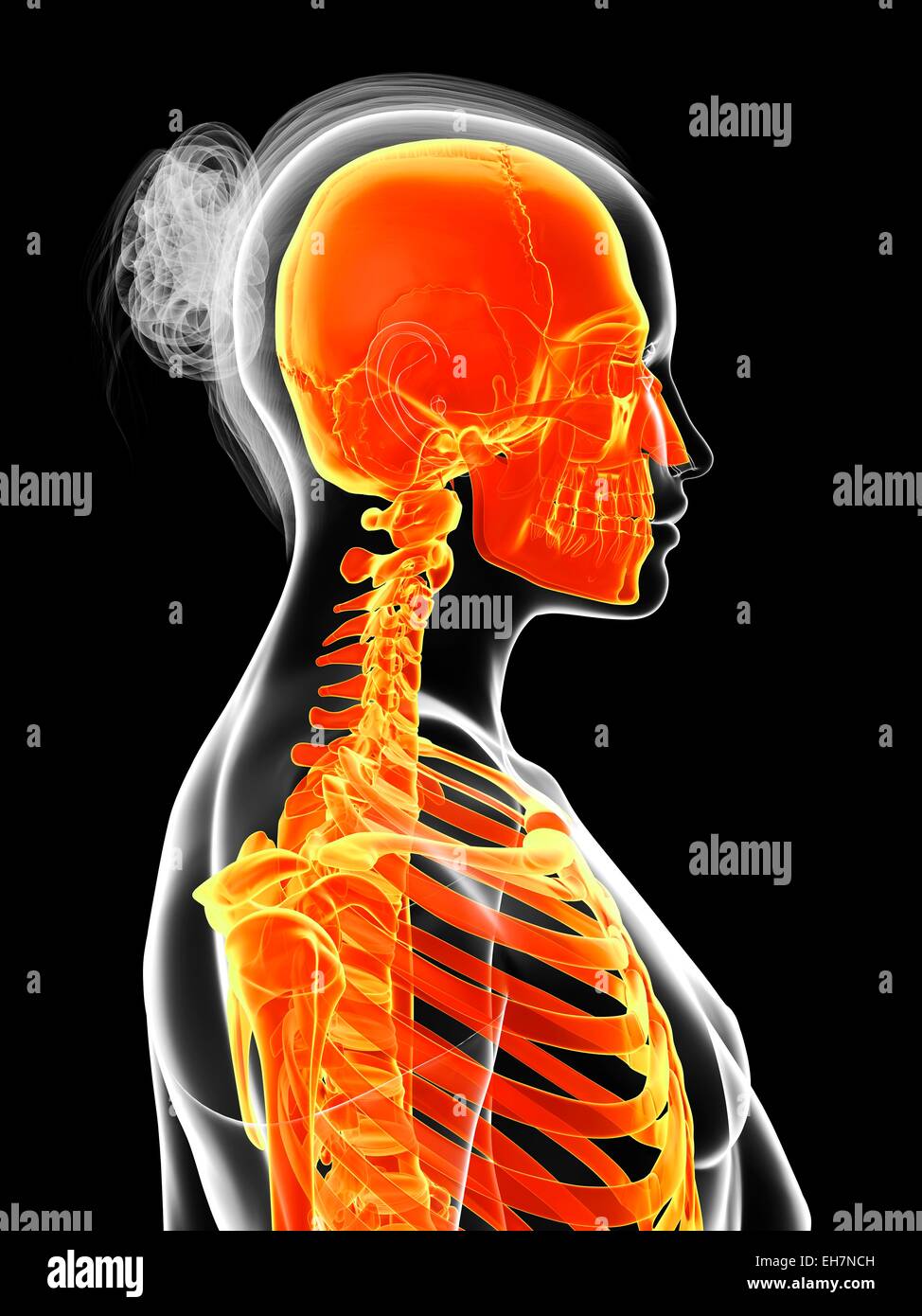 Body computer system hi-res stock photography and images - Alamy