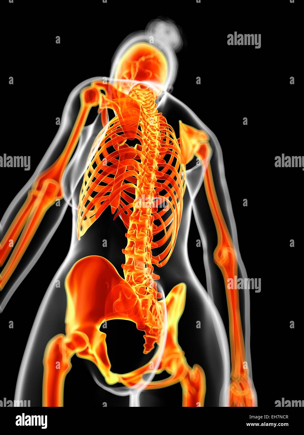 Human skeletal system, illustration Stock Photo - Alamy