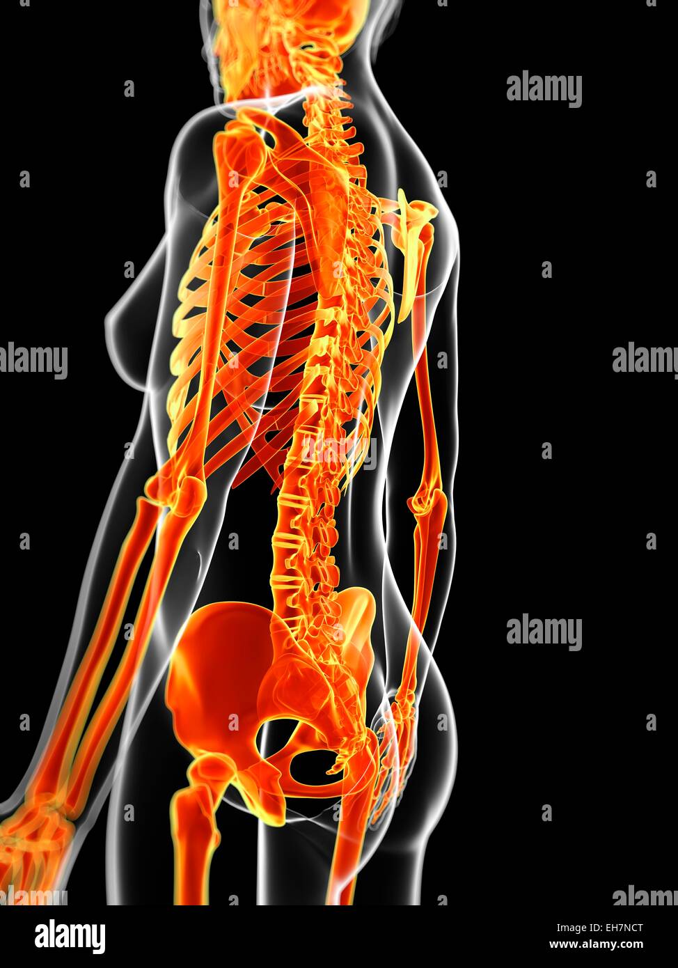 Human skeletal system, illustration Stock Photo - Alamy