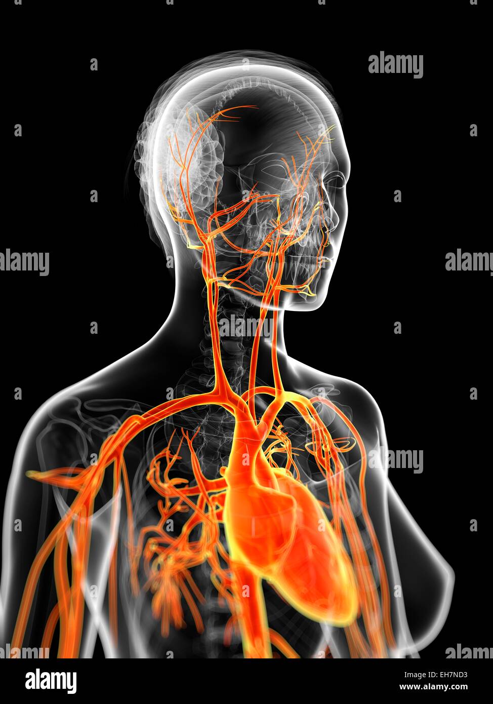 Body computer system hi-res stock photography and images - Alamy