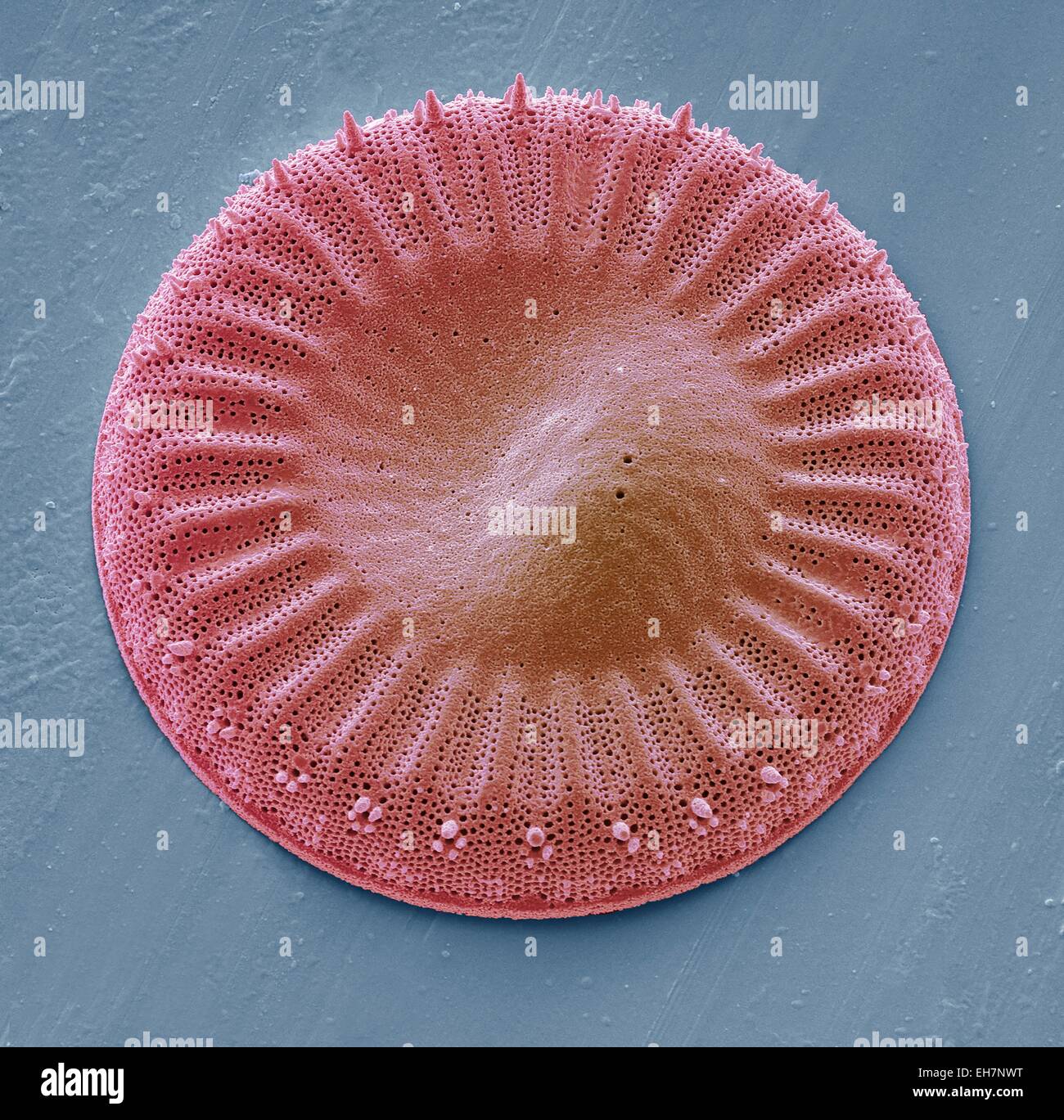 Diatom, SEM Stock Photo