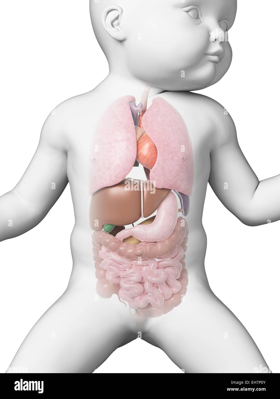 Увеличена печень у новорожденного. Внутренние органы новорожденного. Пищеварительная система младенца. Строение внутренних органов у новорожденного.