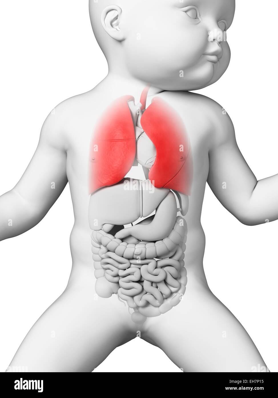 Baby's lungs, illustration Stock Photo Alamy