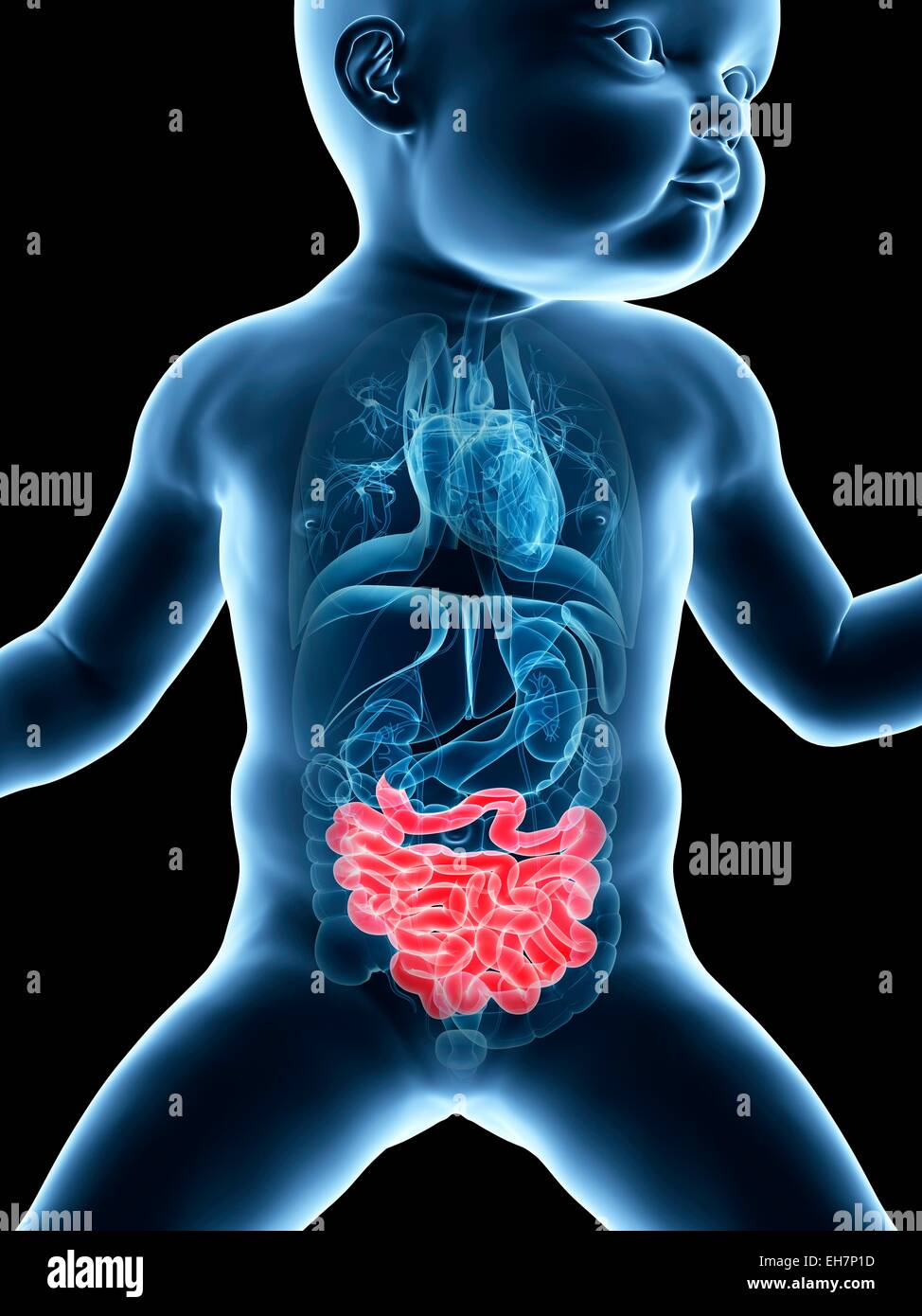 Baby's intestine, illustration Stock Photo - Alamy