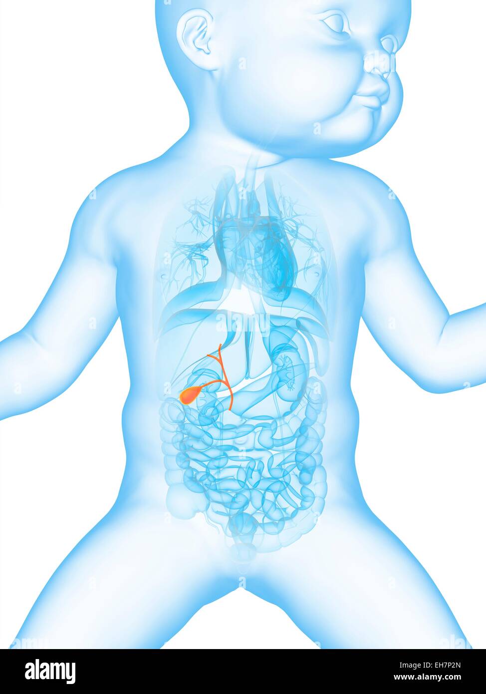 Baby's gall bladder, illustration Stock Photo - Alamy