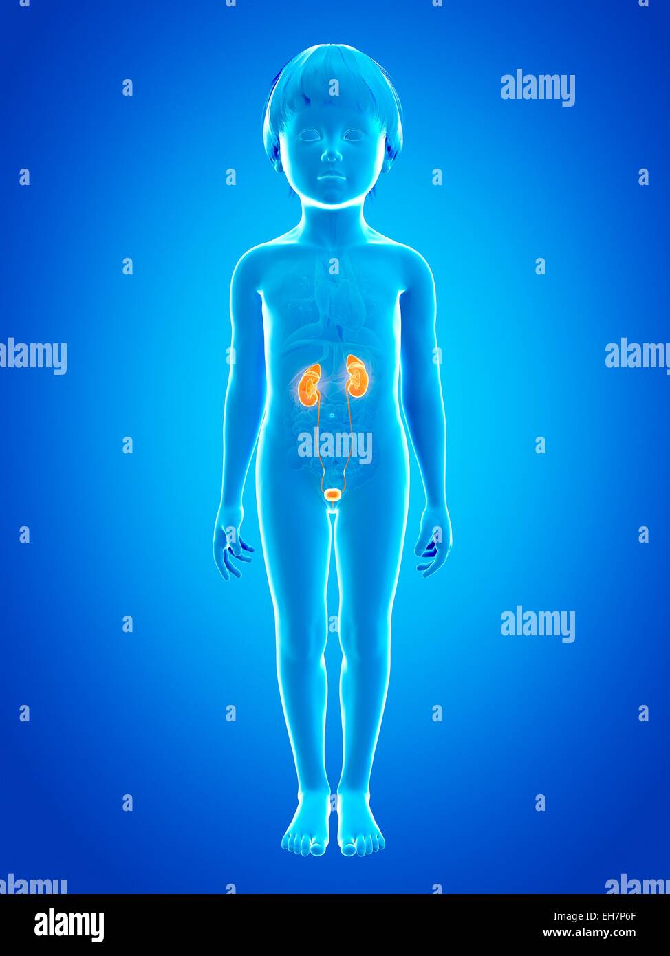 Urinary system of boy, illustration Stock Photo - Alamy
