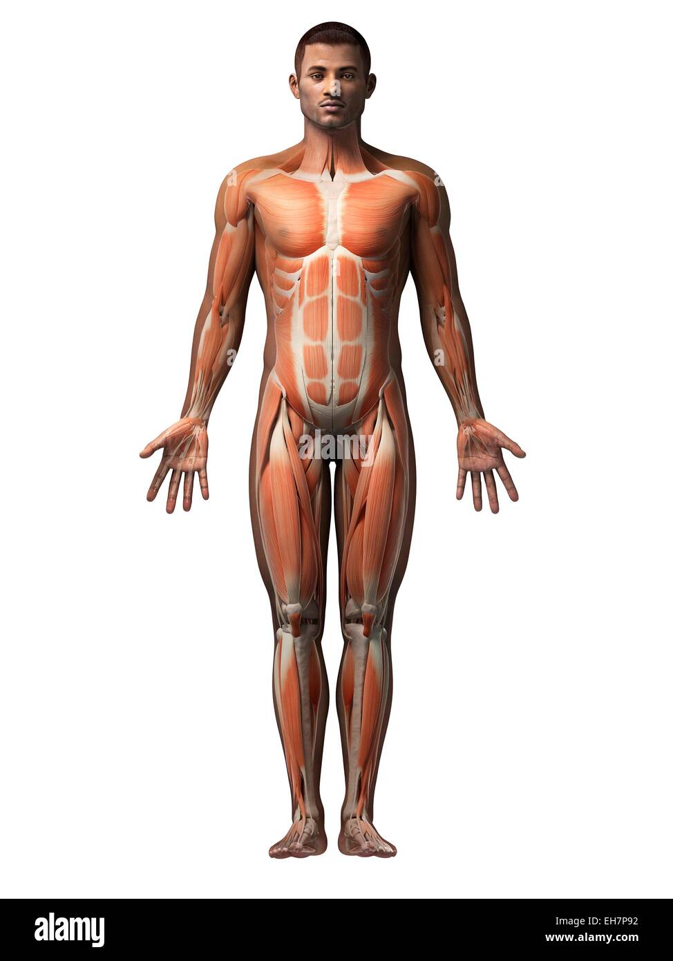 Front Muscles Anatomy