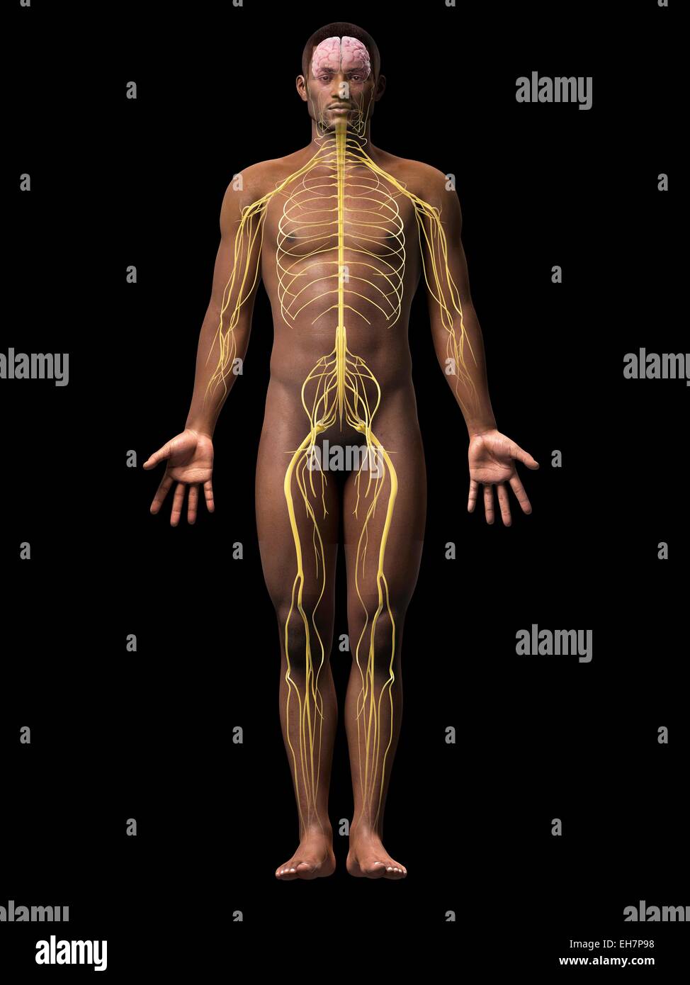 Male nervous system, illustration Stock Photo - Alamy