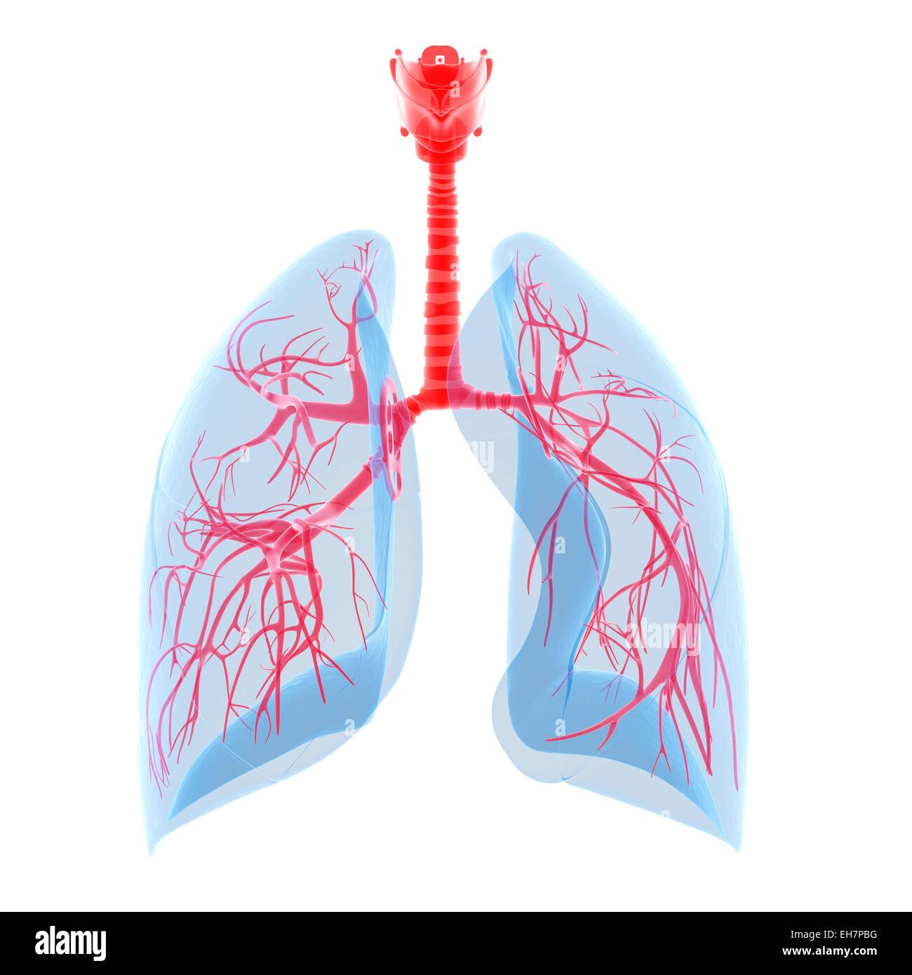 Бронхи. Гаряев матрица бронхи. Гаряев матрица дыхательные пути. Матрица гаряева 2. Lungs.