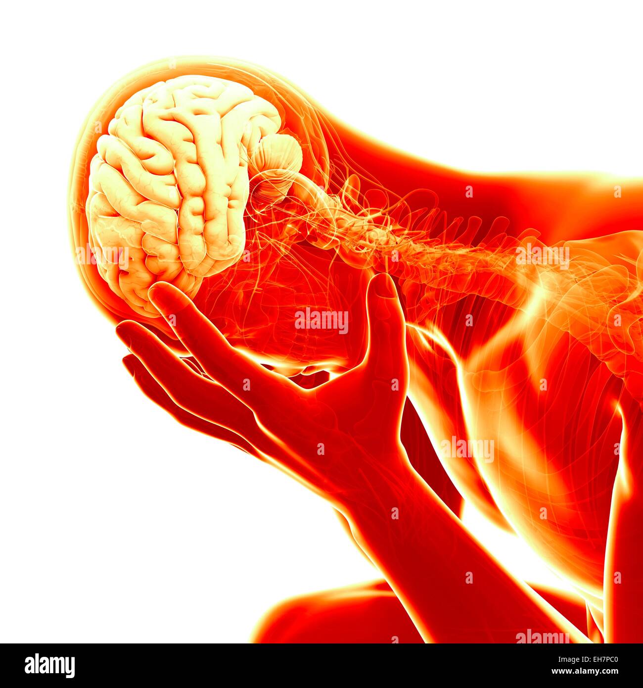 Human brain, illustration Stock Photo