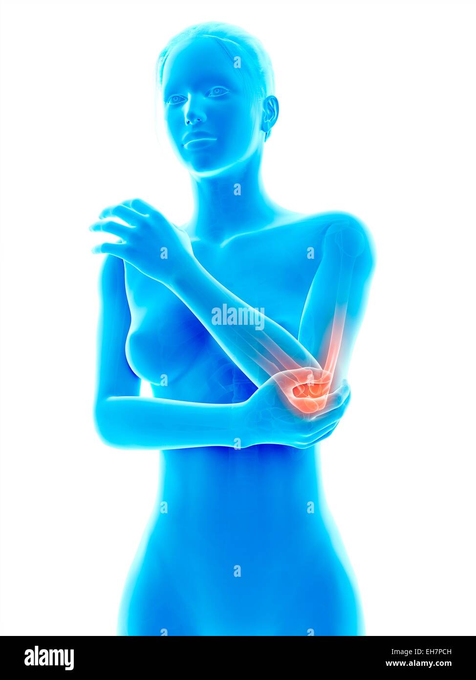 Human joint pain anatomy hires stock photography and images Alamy