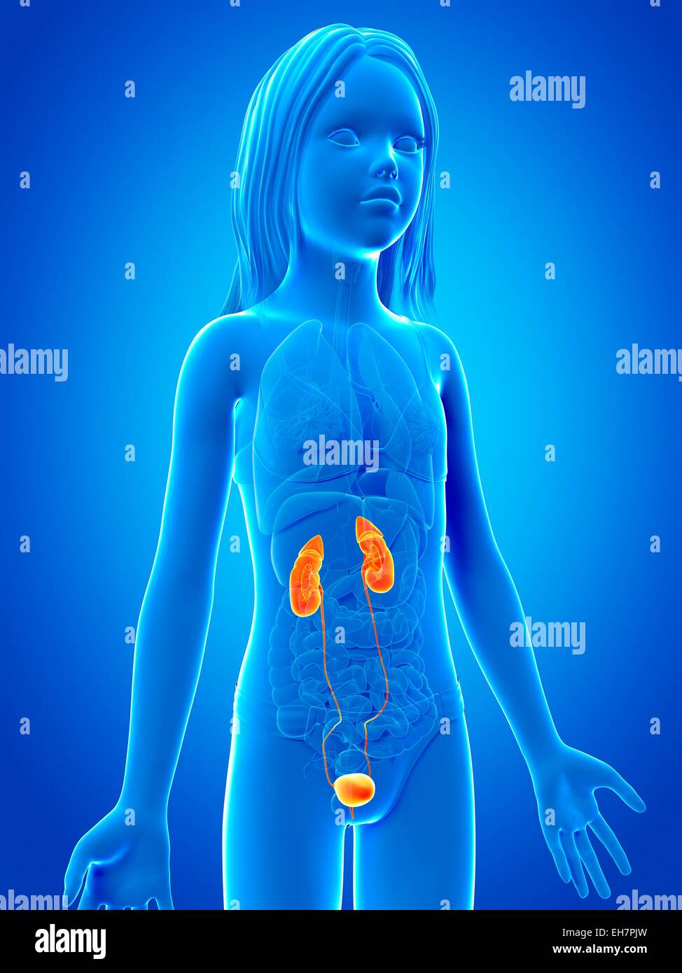Urinary system of girl, illustration Stock Photo - Alamy