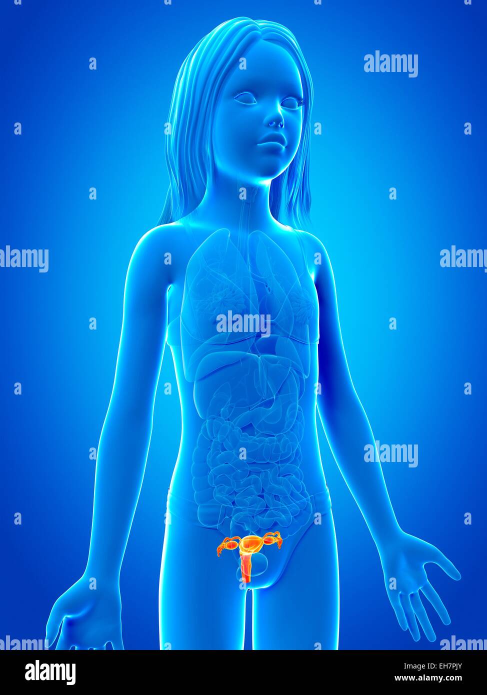 Uterus of girl, illustration Stock Photo Alamy