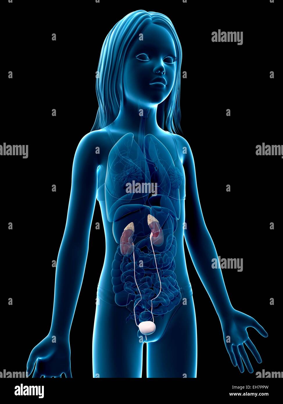 Girl urinary system hi-res stock photography and images - Alamy