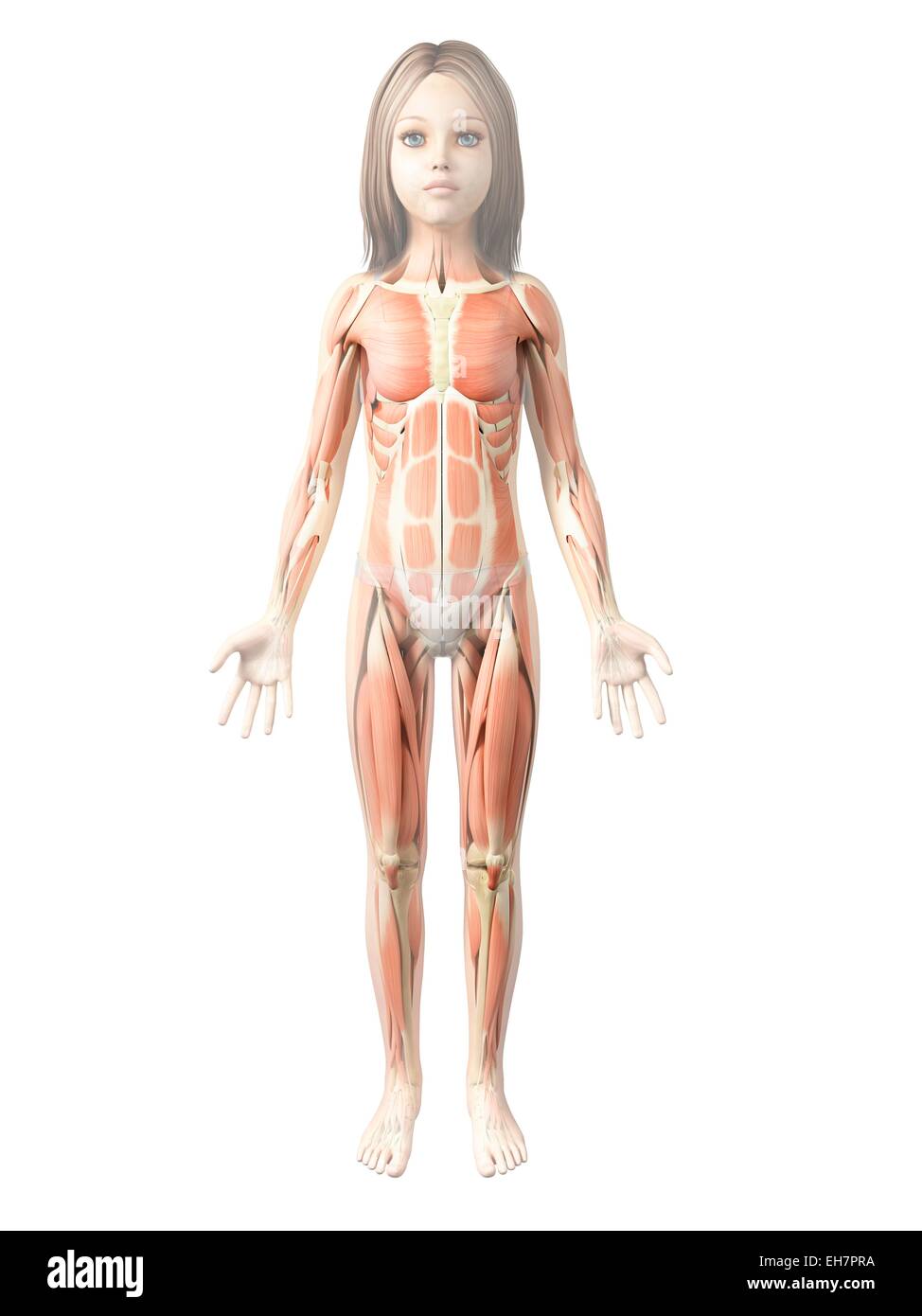 Muscular system of girl, illustration Stock Photo