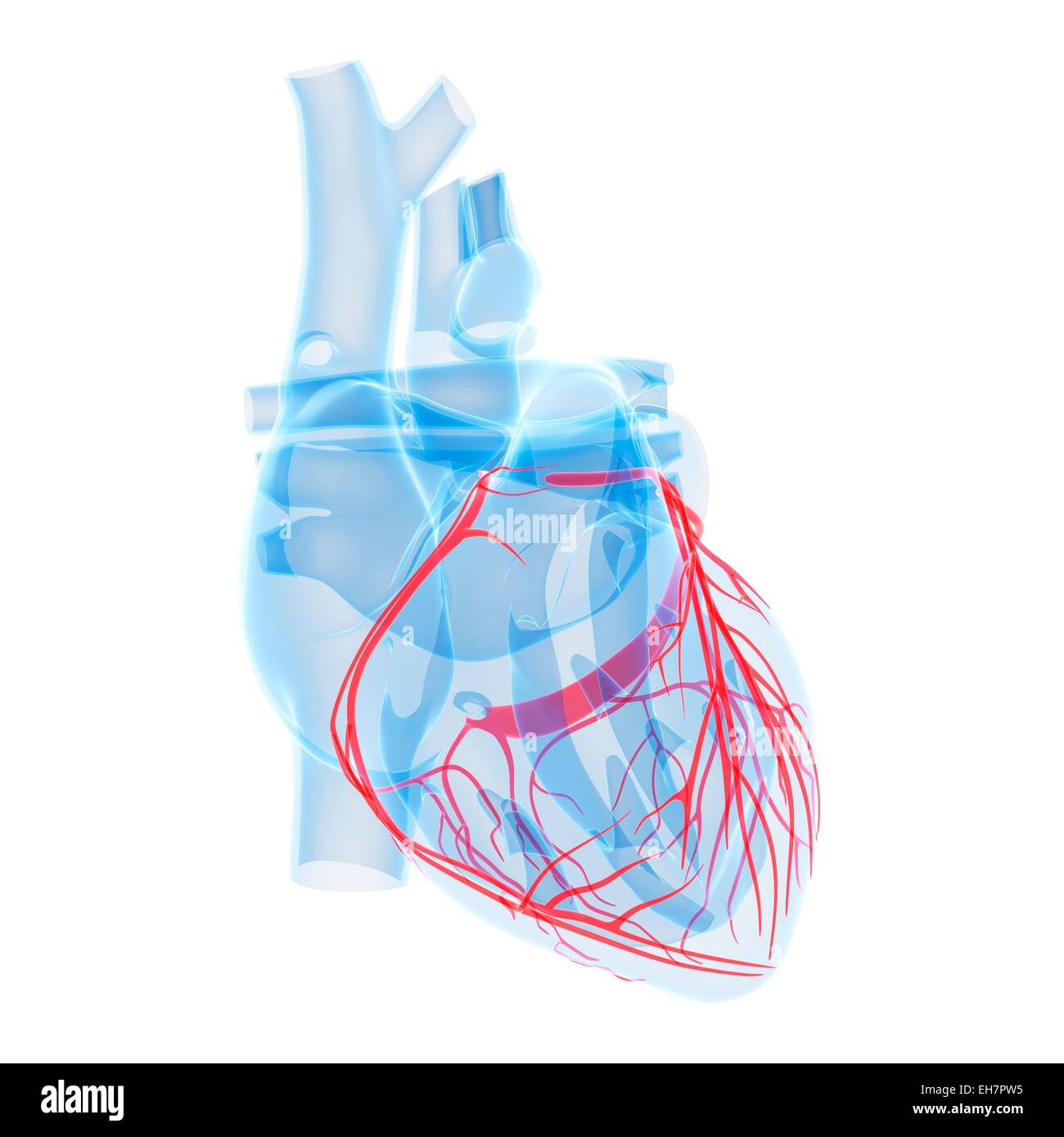 Human heart, illustration Stock Photo - Alamy