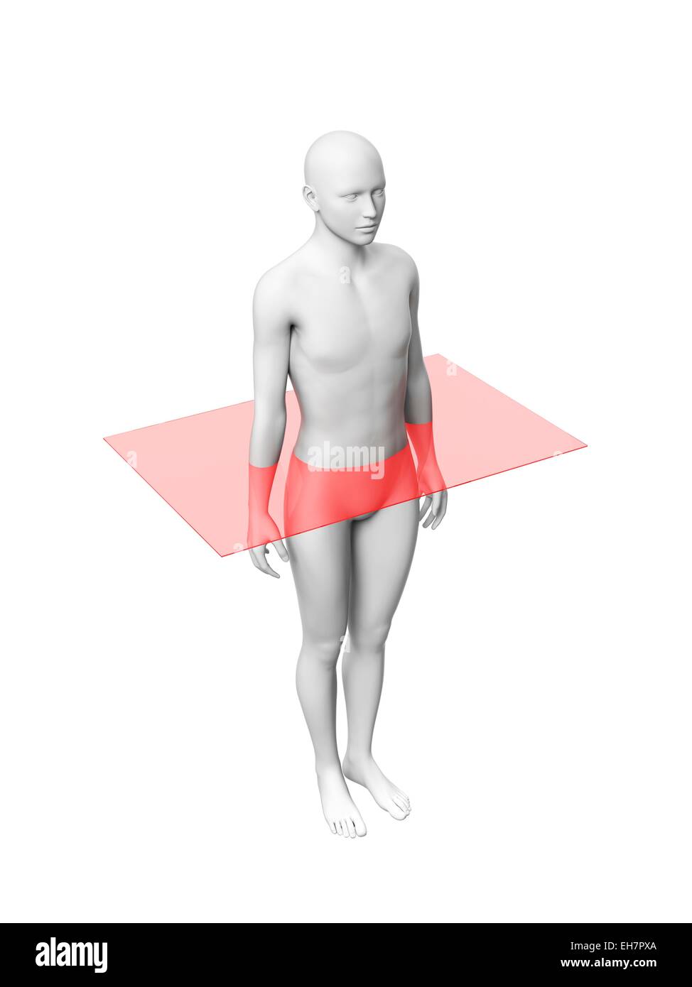 Human anatomy, illustration Stock Photo Biology Diagrams