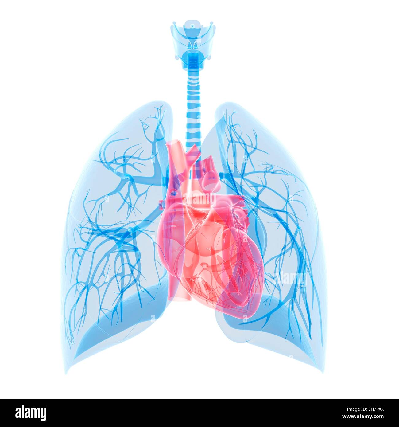 Human heart and lungs illustration stock photo alamy