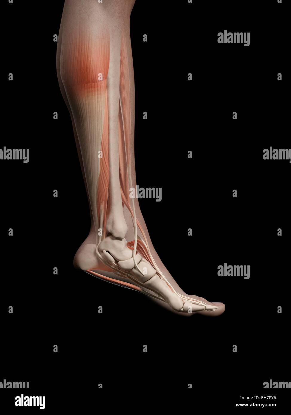 Human leg and foot anatomy, illustration Stock Photo