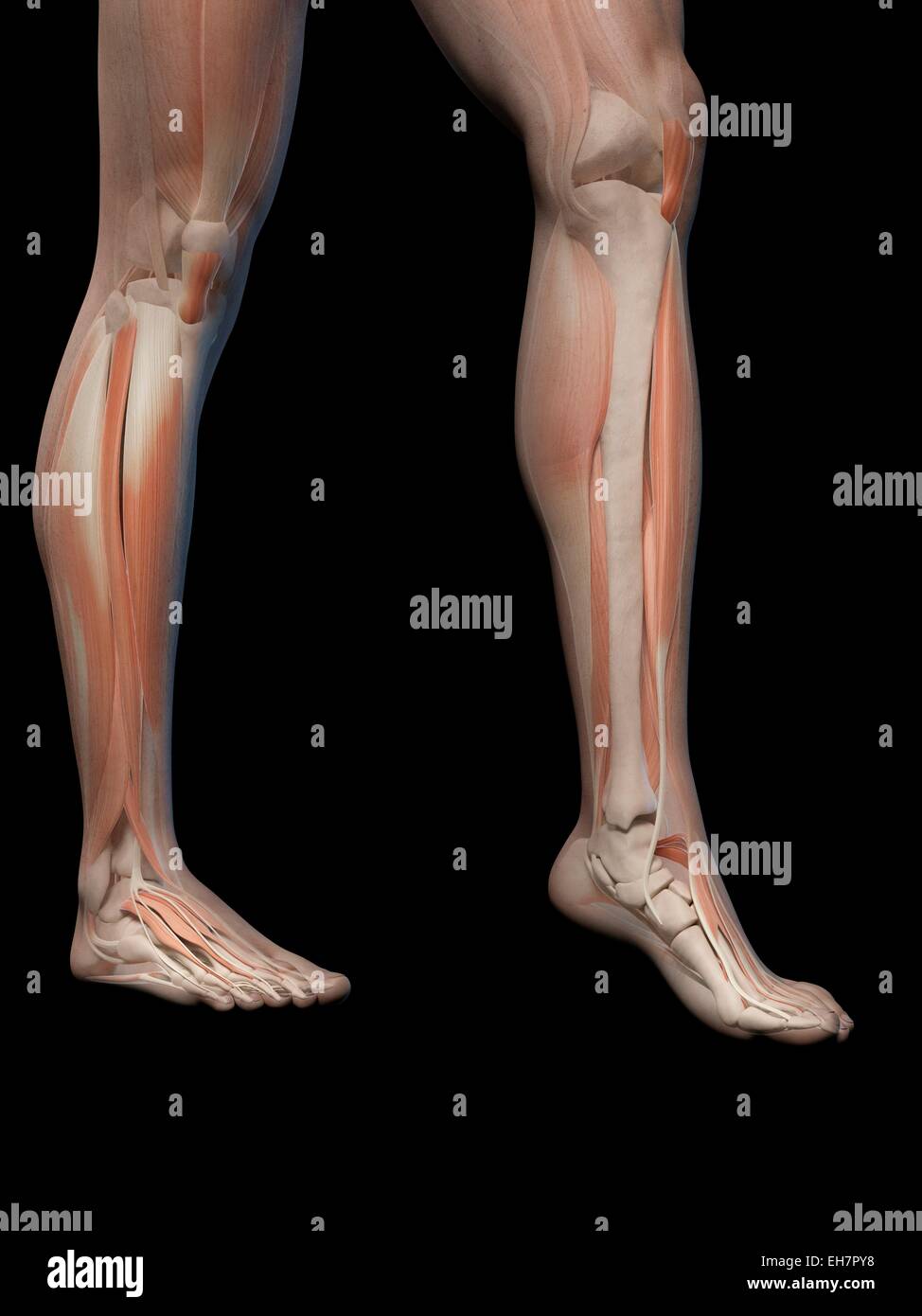 Human leg and foot anatomy, illustration Stock Photo