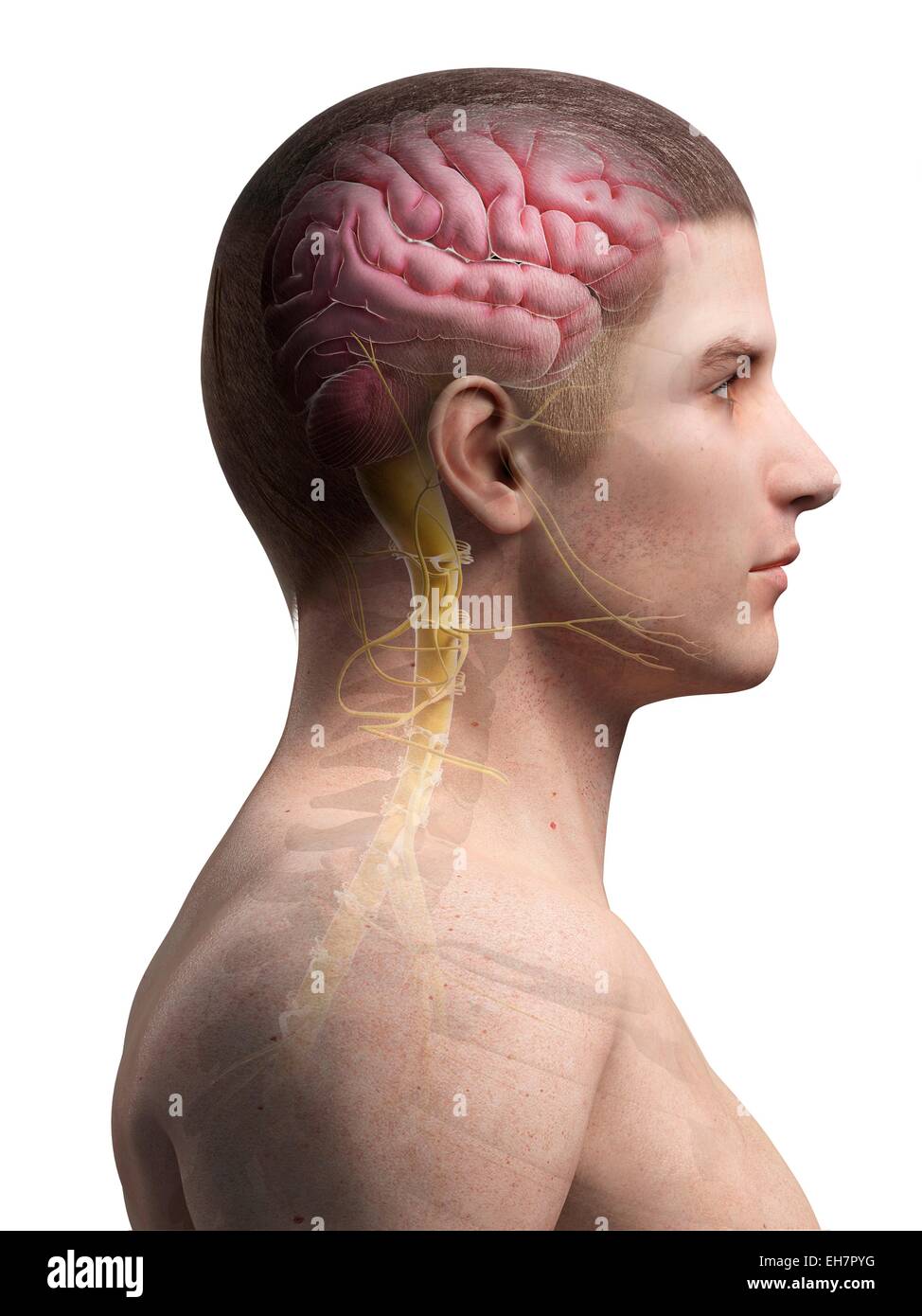 Brain and spinal cord hi-res stock photography and images - Alamy