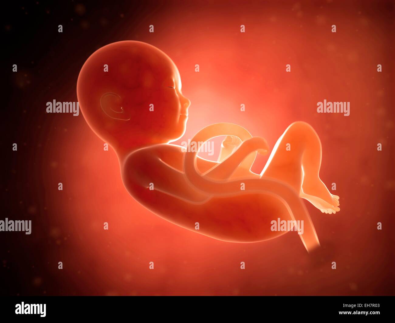 Human fetus at 9 months, illustration Stock Photo