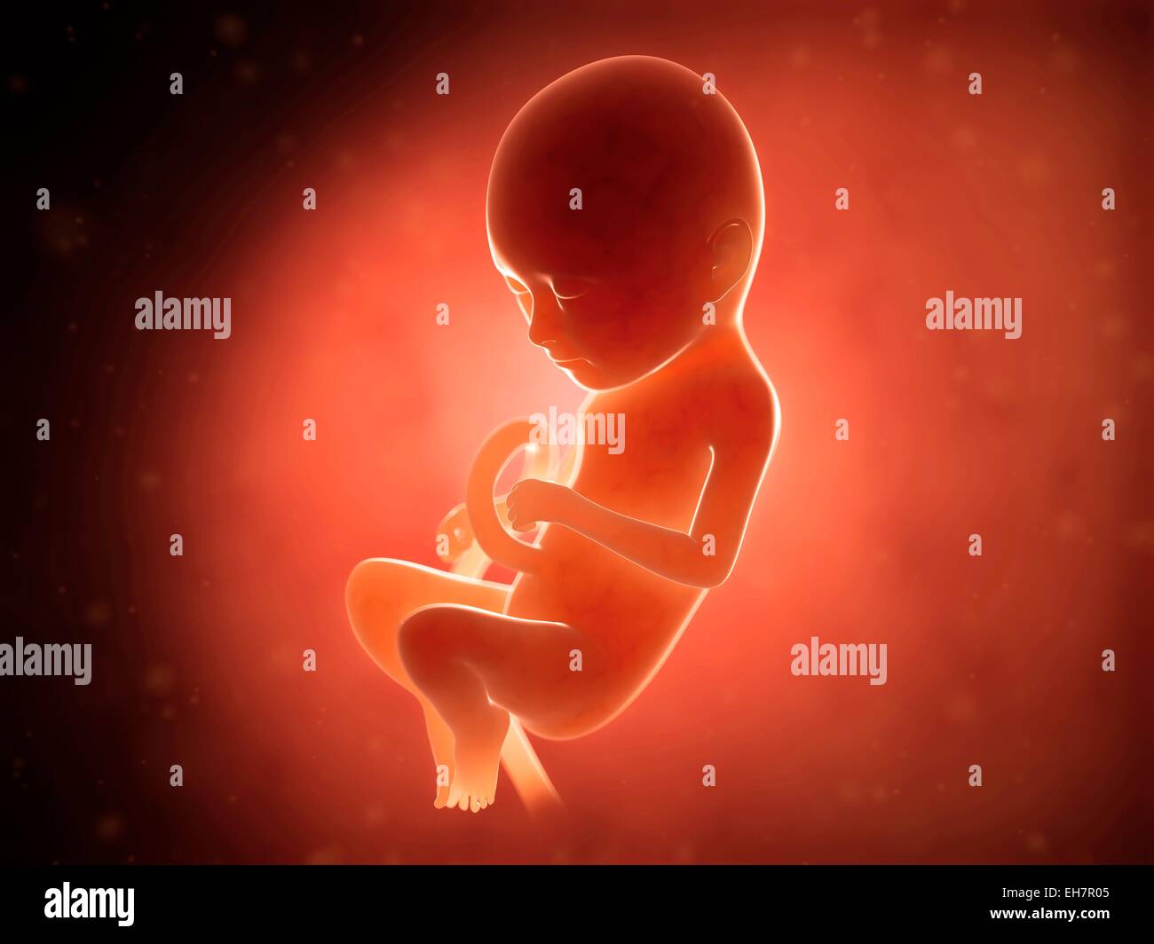 Human fetus at 9 months, illustration Stock Photo
