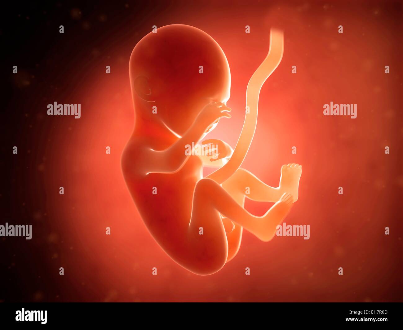 3 Months Fetus High Resolution Stock Photography And Images Alamy