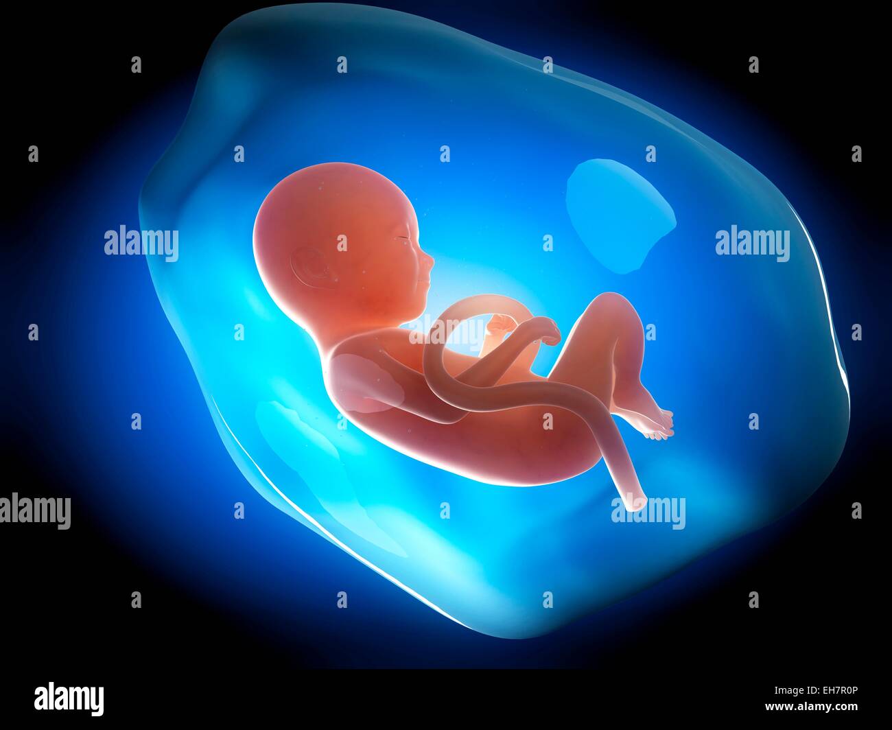 3 Months Fetus High Resolution Stock Photography And Images Alamy