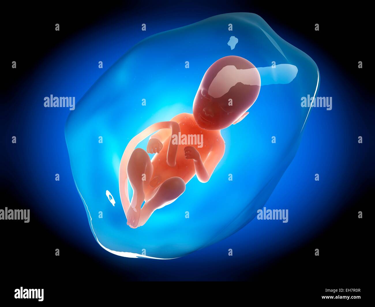 3 months fetus hi-res stock photography and images - Alamy