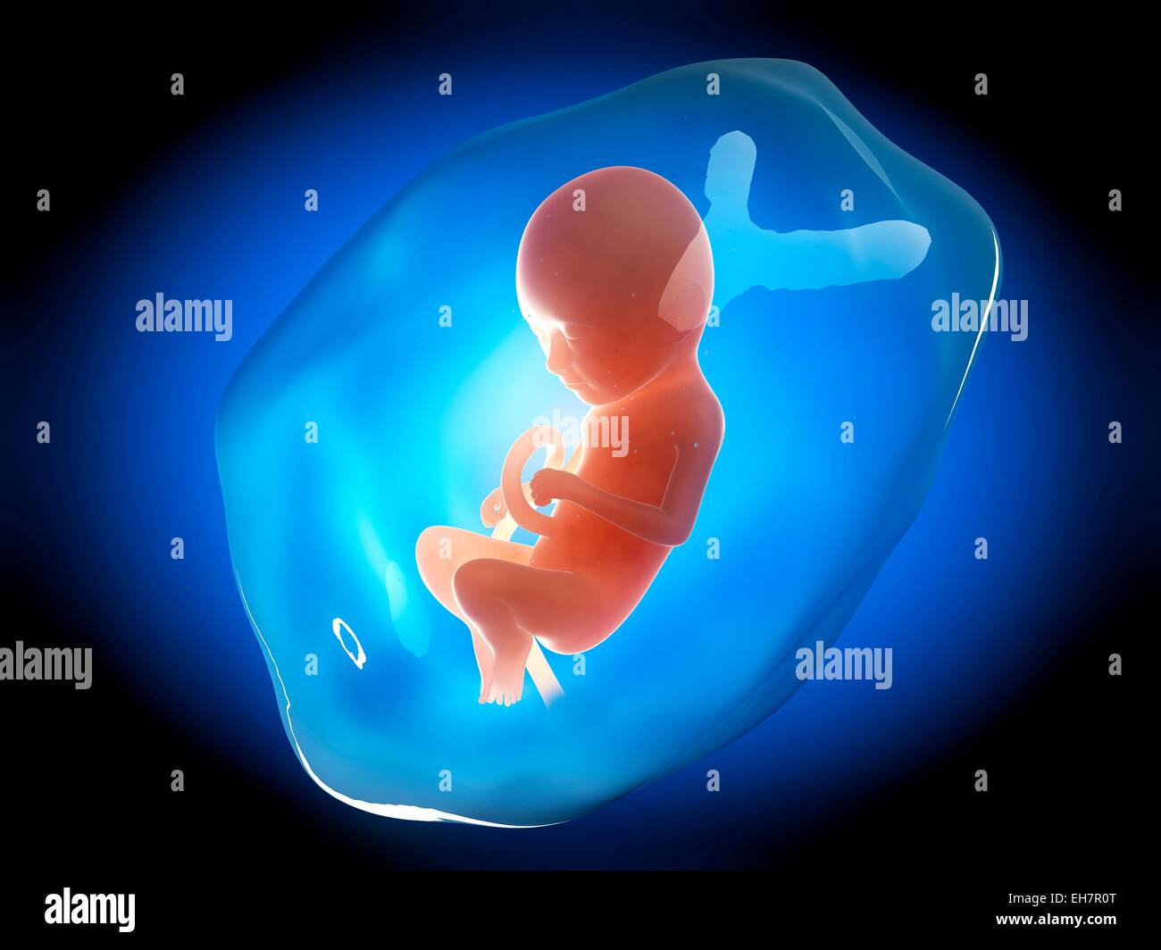 3 months fetus hi-res stock photography and images - Alamy