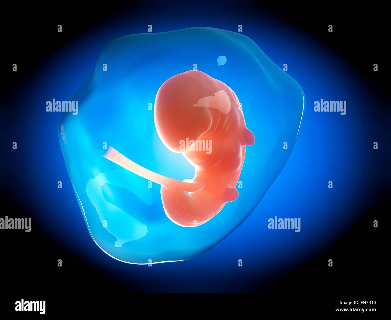 3 Month Fetus High Resolution Stock Photography And Images Alamy