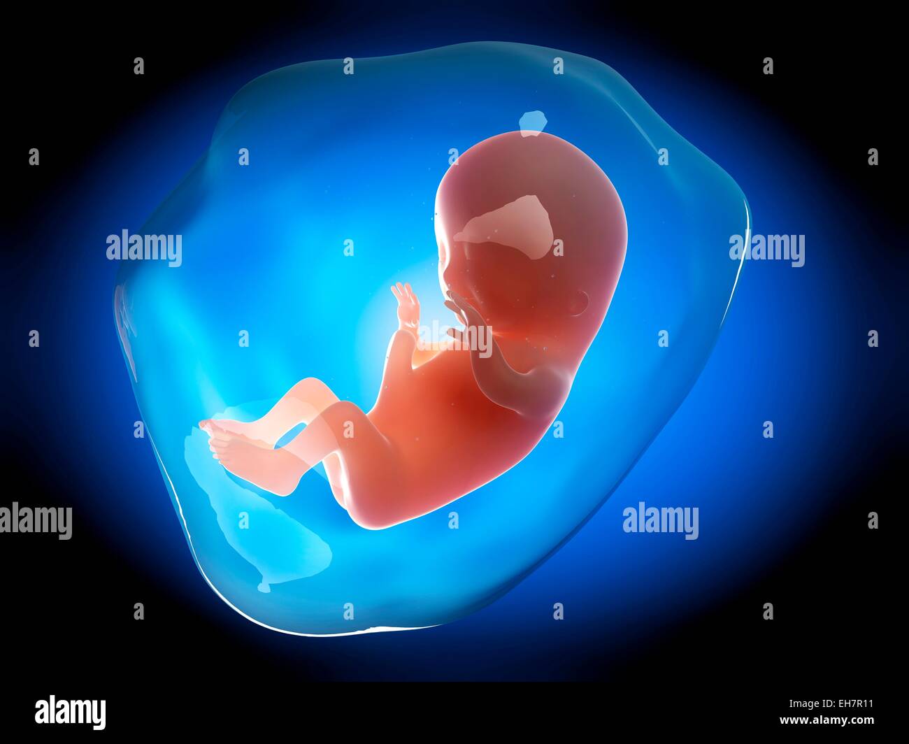 Human fetus at 3 months, illustration Stock Photo