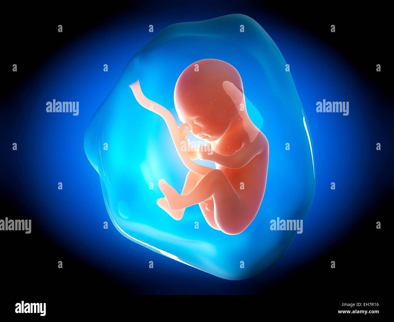 3 Months Fetus High Resolution Stock Photography And Images Alamy