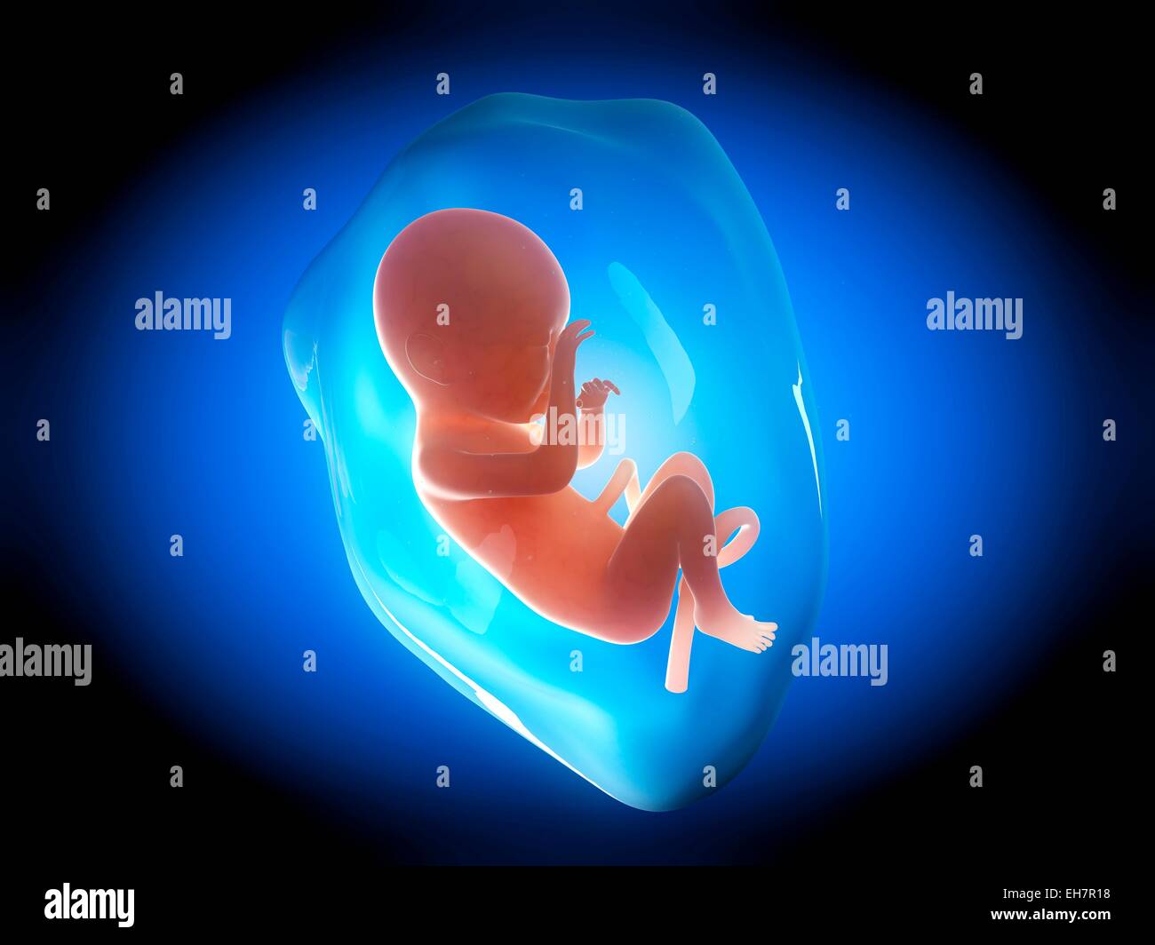 3 Months Fetus High Resolution Stock Photography And Images Alamy