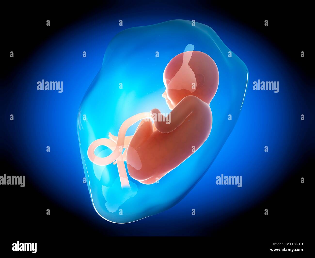 3 months fetus hi-res stock photography and images - Alamy