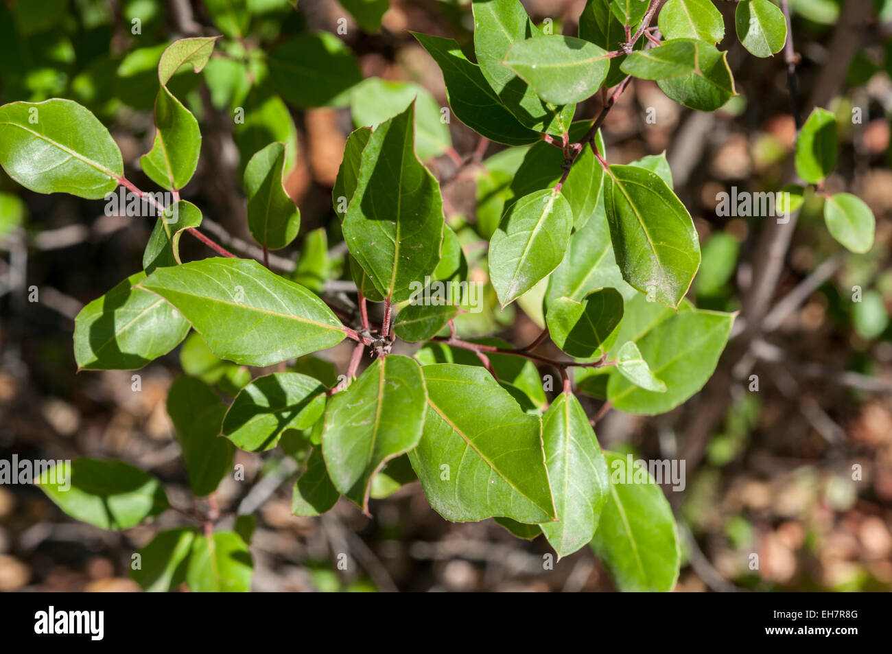 Leaves and branches of Italian buckthorn, Rhamnus alaternus Stock Photo