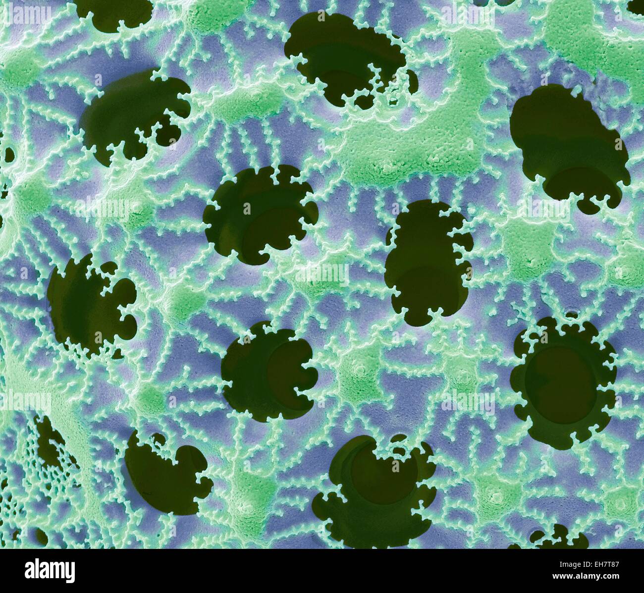 Diatom detail, SEM Stock Photo