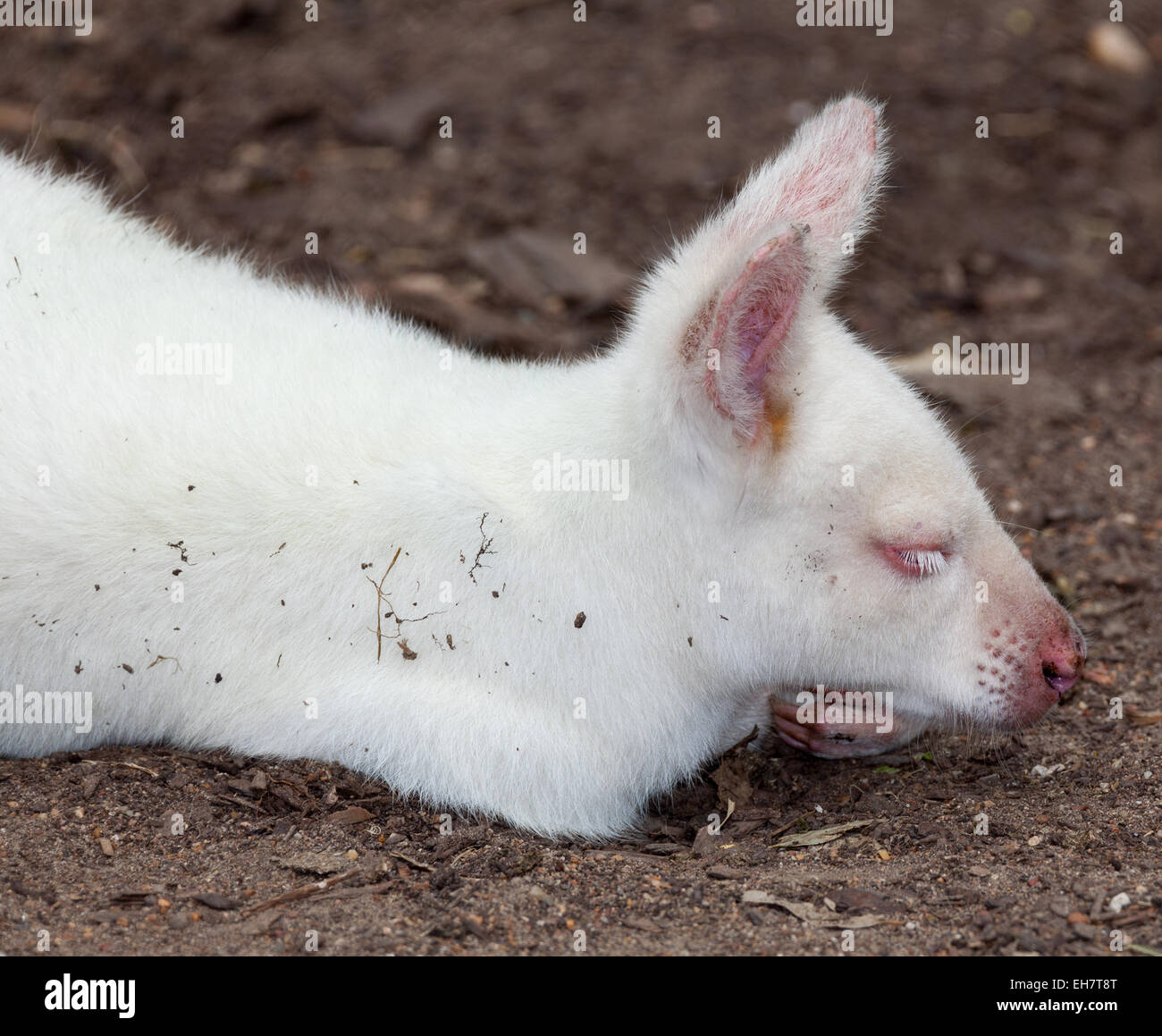 australian wildlife a kangaroo this one is albino Stock Photo
