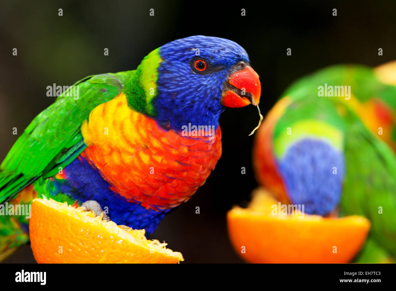 australian parrot very noisy and very bright colors the lorikeet Stock Photo