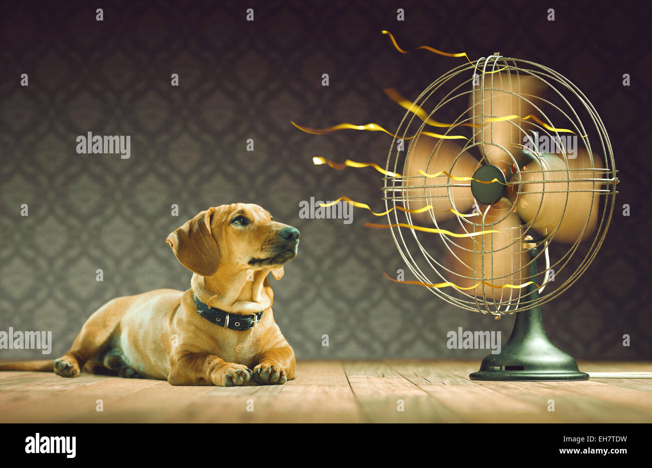Animal Using A Fan Dog next to electric fan, illustration Stock Photo - Alamy