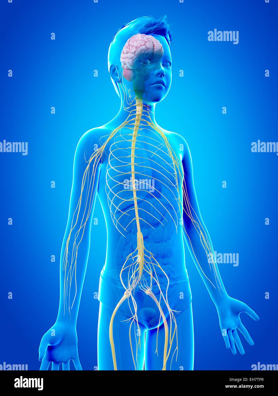 нервная система ребенка. цнс подростка. цнс подростка. цнс подростка. особенности развития цнс у детей.
