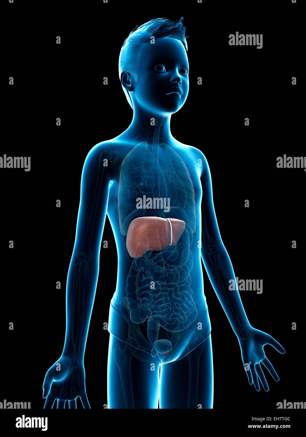 Liver Child Illustration Stock Photos & Liver Child Illustration Stock