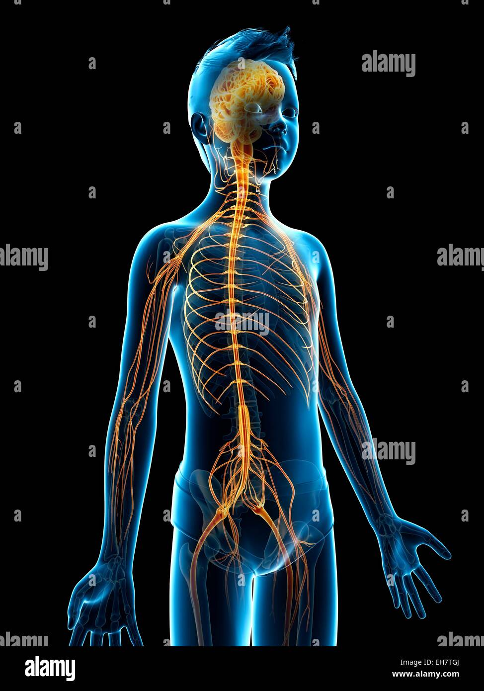 центральная нервная система женщина. нервная система подростков. нервная система позвоночника. поражение нервной системы. центральная нервная система.