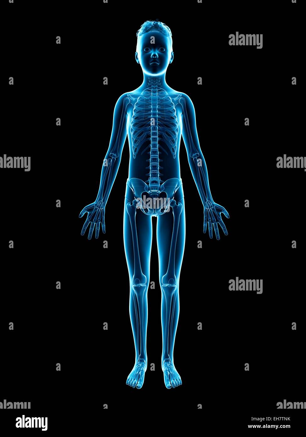Skeletal system of a boy, illustration Stock Photo - Alamy