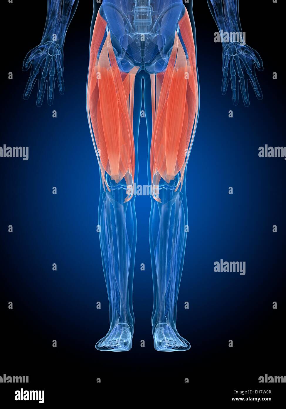 Thigh muscles hi-res stock photography and images - Alamy