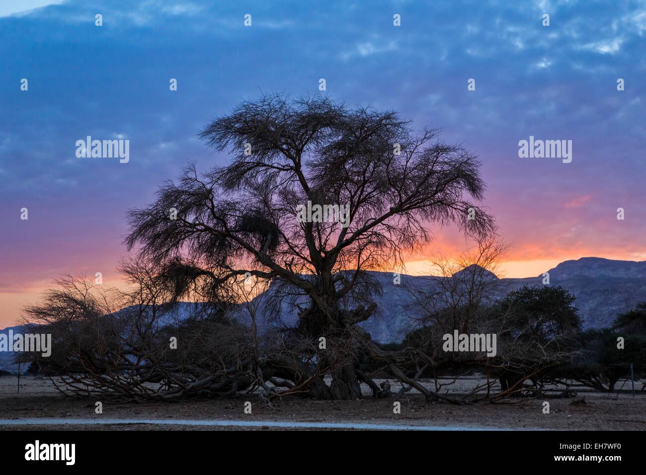 Acacia at sunset Stock Photo
